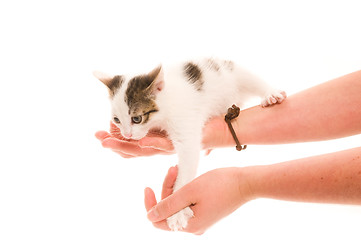Image showing Adorable young cat in woman's hand