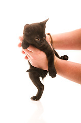 Image showing Adorable young cat in woman's hand