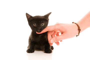 Image showing Adorable young cat in woman's hand