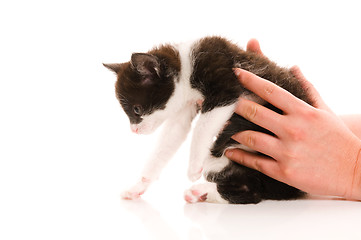 Image showing Adorable young cat in woman's hand