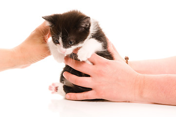 Image showing Adorable young cat in woman's hand