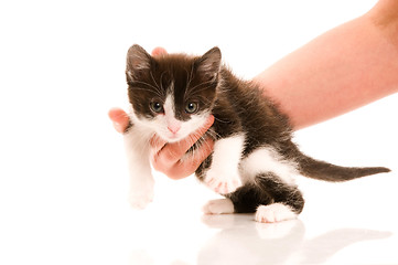 Image showing Adorable young cat in woman's hand