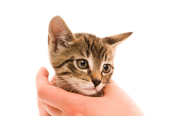 Image showing Adorable young cat in woman's hand