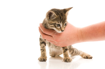 Image showing Adorable young cat in woman's hand