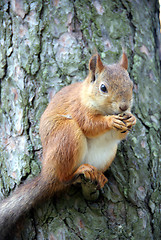 Image showing Squirrel 