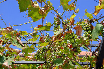 Image showing Downey mildew on grapes