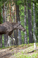 Image showing Norwegian Moose