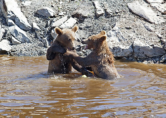 Image showing Brown bear