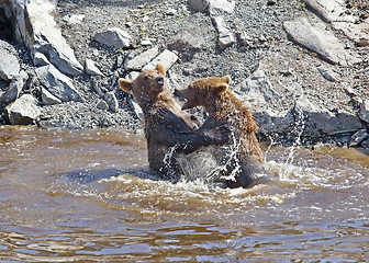 Image showing Brown bear