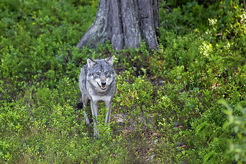 Image showing Wolf in the Norwegian forest