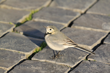 Image showing White wagtail