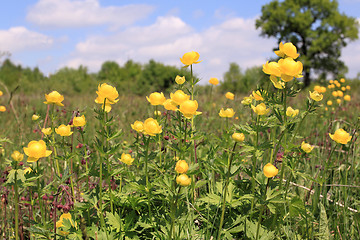 Image showing Globeflower