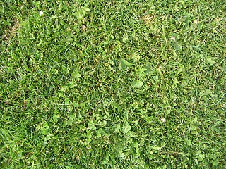 Image showing soccer grass