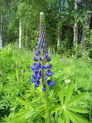 Image showing Blue lupine