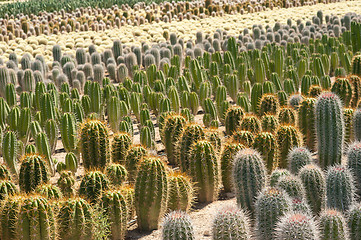 Image showing Cactus farm