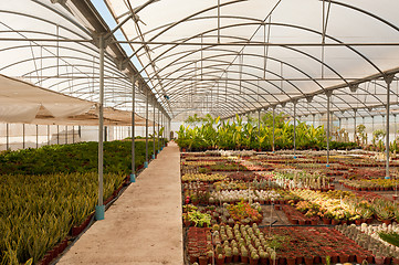 Image showing Greenhouse