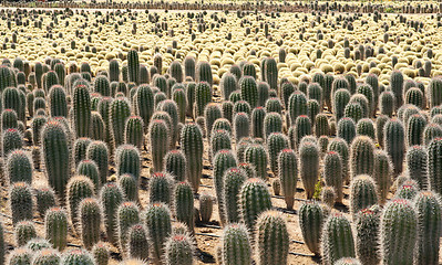 Image showing Cactus farm