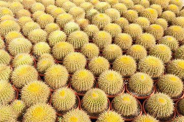 Image showing Cactus farm