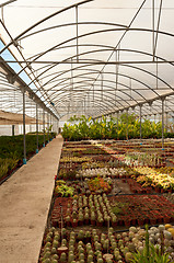 Image showing Greenhouse