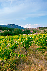 Image showing Hill With Vineyard In France