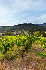 Image showing Hill With Vineyard In France