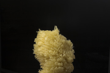 Image showing sponge