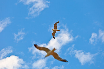 Image showing sea gulls fly in the air