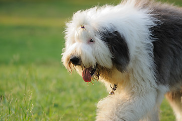 Image showing Old English sheepdog