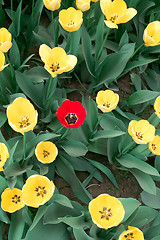 Image showing Tulip flowers