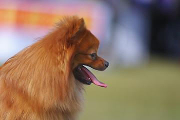 Image showing Pomeranian dog
