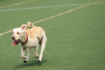 Image showing Labrador dog running
