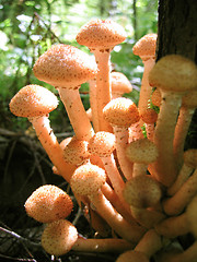 Image showing honey mushrooms growing at tree