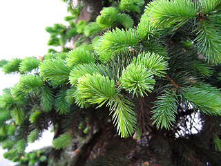 Image showing pine branches with young runaways