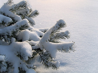 Image showing branches of pine under a snow