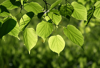 Image showing closeup of green leaves glowing in sunlight