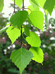 Image showing branch of a birch