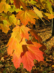 Image showing beautiful autumn leaves of maple tree