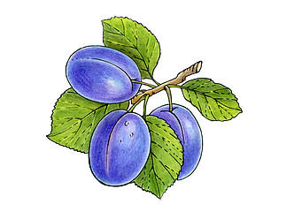 Image showing three plums on a branch with leaves