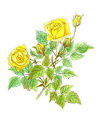 Image showing drawing of beautiful branch of yellow roses