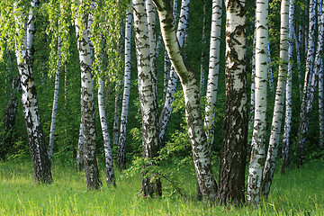 Image showing birch trees