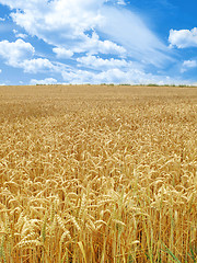 Image showing grain field