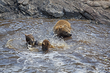 Image showing Brown bear