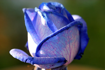 Image showing Rose