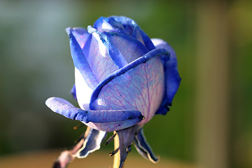 Image showing Blue rose