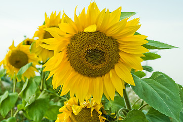 Image showing Sunflowers field