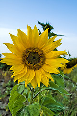 Image showing Sunflower