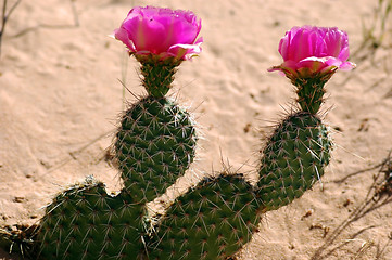 Image showing married cactus