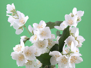 Image showing jasmine