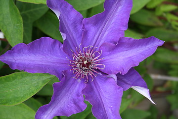 Image showing Beautiful blue clematis