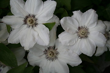 Image showing White clematis